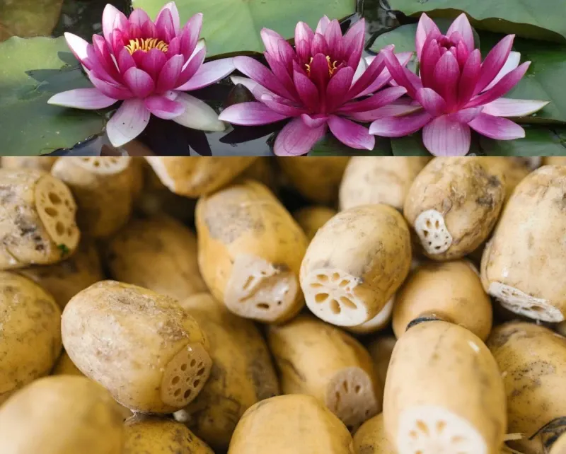 Raiz de Lótus: Do Brejo à Mesa, Uma Flor que Carrega História