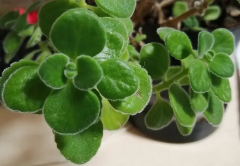 Plectranthus amboinicus: parece boldo mas não é boldo (mas funciona)