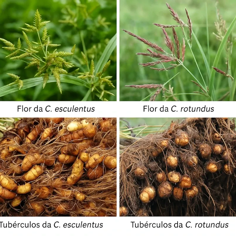 Tiririca: a "erva daninha" que pode virar alimento
