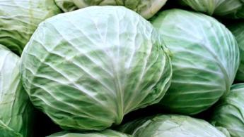 Qual vantagem de incluir repolho na alimentação