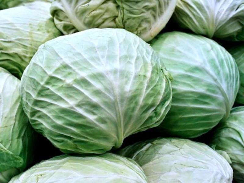 Qual vantagem de incluir repolho na alimentação