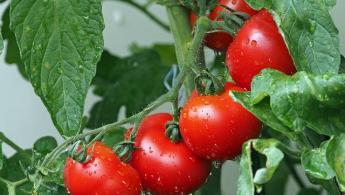 Tomate para quem gosta de tomate