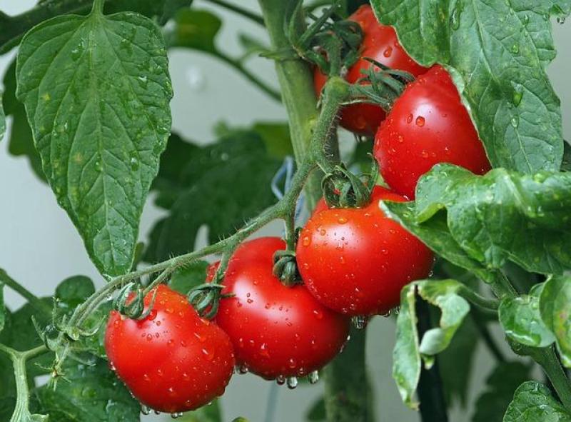 Tomate para quem gosta de tomate